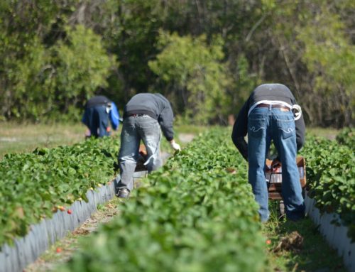Solutions for the Immigration Crisis